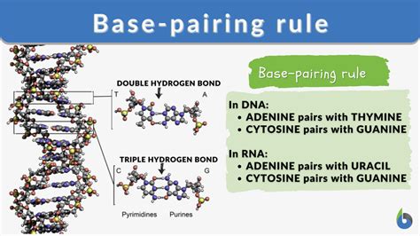 Base-pairing rule - Definition and Examples - Biology Online Dictionary