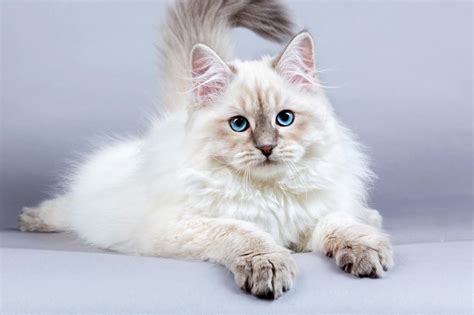 Characteristics of Siberian Cats | LoveToKnow