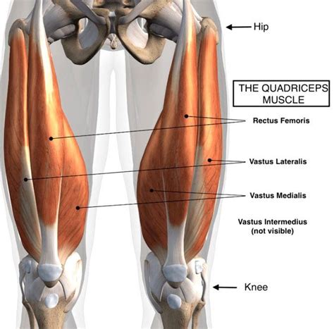 Quadriceps Thigh Strain: Chiropractic - Personal Injury Doctor