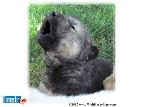 Kunming Wolfdog Puppies - Puppy Dog Gallery