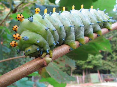 Caterpillar Identification Guide: 40 Species With Photos and ...