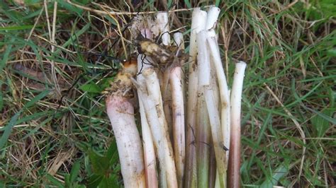 Harvesting Cattail Shoots for Survival