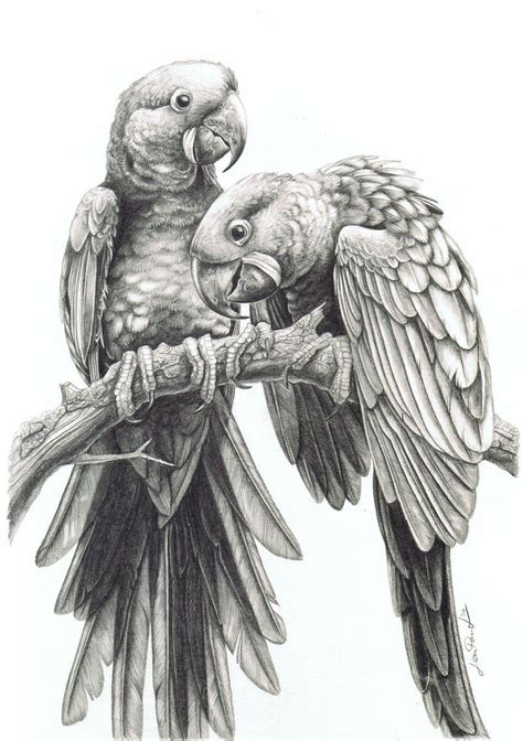 Anodorhynchus hyacinthinus by harpyja on deviantART | Pencil drawings ...