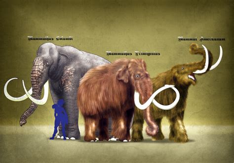 Free Commission Sample: The American Proboscideans by vcubestudios on ...