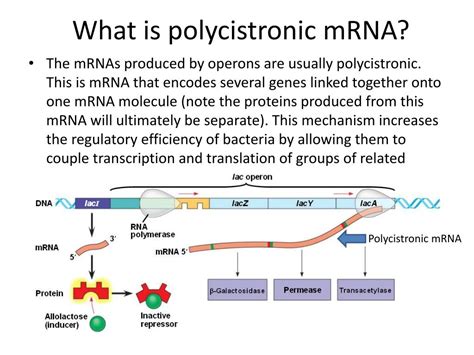 PPT - Bacterial Operons PowerPoint Presentation, free download - ID:5717062