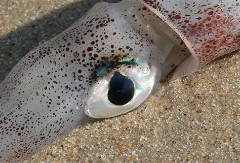 File:Squid eye.jpg - Wikipedia