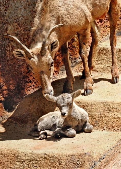 Bouncing Zoo Babies of 2010 | Live Science