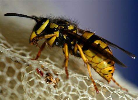 Yellow Jacket Nest Removal Dos and Don'ts | ABC Humane Wildlife Control ...