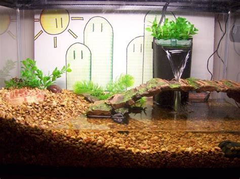 Fiddler Crab Tank: Before & After - Shrimps & Other Invertebrates | Pet ...