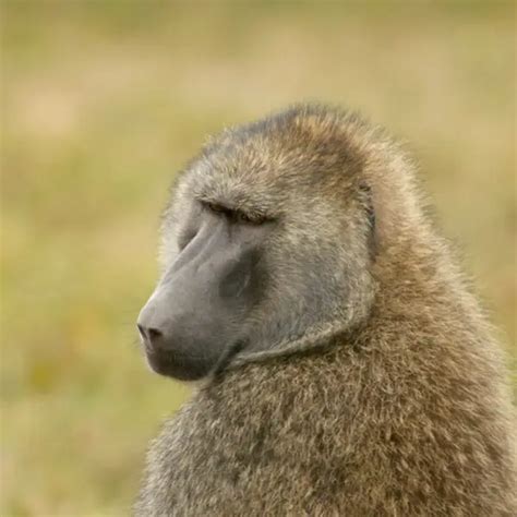 Olive Baboon - Facts, Diet, Habitat & Pictures on Animalia.bio