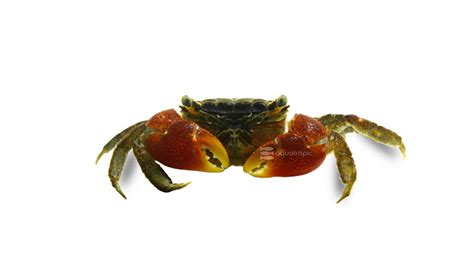 Red Claw Crab - Quality Marine