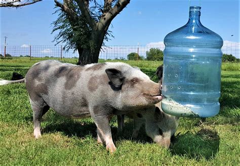 DIY Food Dispenser Mini Pig Enrichment For Meals & Treats