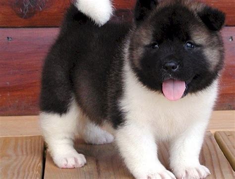 Akita Puppies For Sale | Sacramento, CA #283791 | Petzlover