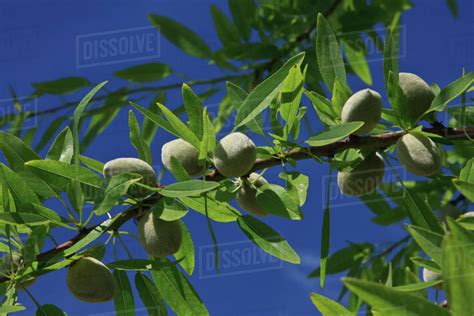 Agriculture - Almond tree branch with a healthy crop of maturing nuts ...