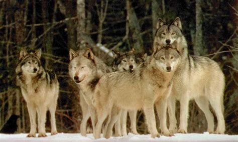 The Wolfpack lurks, awaiting you / To follow, to bleed – Wolfpack