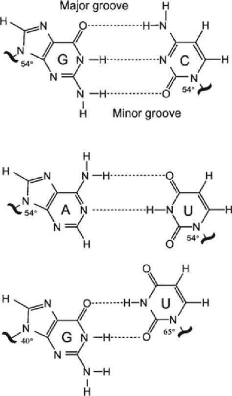 The common base pairs in RNA. The G:C pair is strong, with three ...