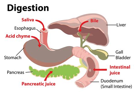 Digestion In The Small Intestines - COESSAY