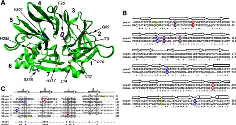 Structure of the clathrin heavy chain TD. (A) A homology model of the ...