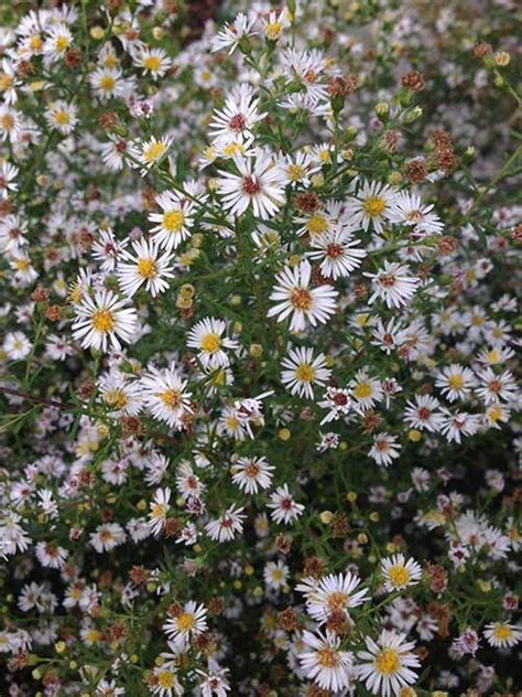 Calico Aster Seed, Aster lateriflorus Seed