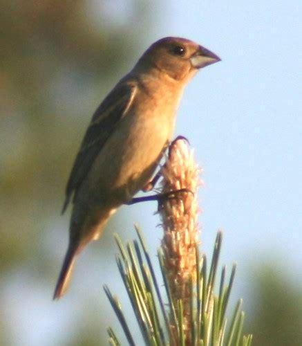 Blue Grosbeak, female | Richmond County, North Carolina. Ju… | Flickr ...