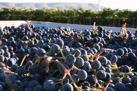 Washington wine grape harvest sets record - Good Fruit Grower