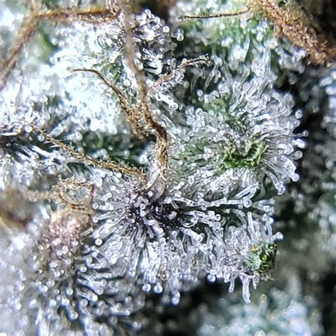 How to Look at Trichomes with a Magnifier | Grow Weed Easy