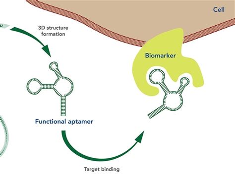 What are Aptamers?