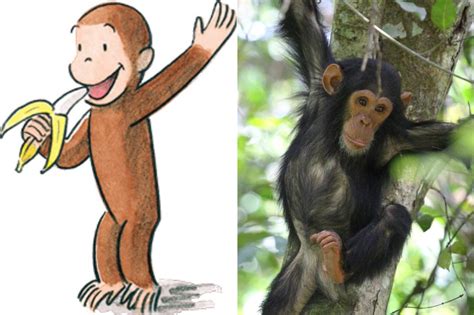 What Type Of Monkey Is Curious George? - Online Field Guide