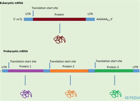 Difference Between Monocistronic and Polycistronic mRNA - Pediaa.Com ...