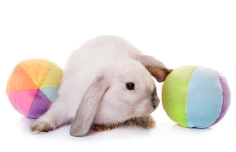 The Best Toys for Your Pet Rabbit - SimplyRabbits - Rabbit care