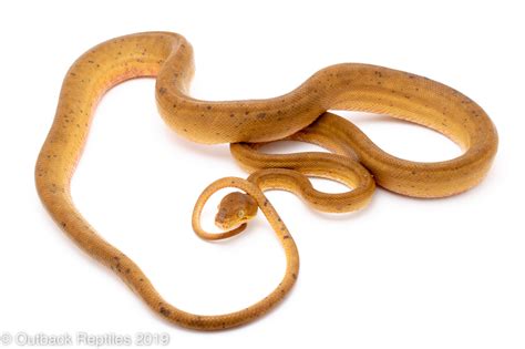 yellow amazon tree boa female | Outback Reptiles