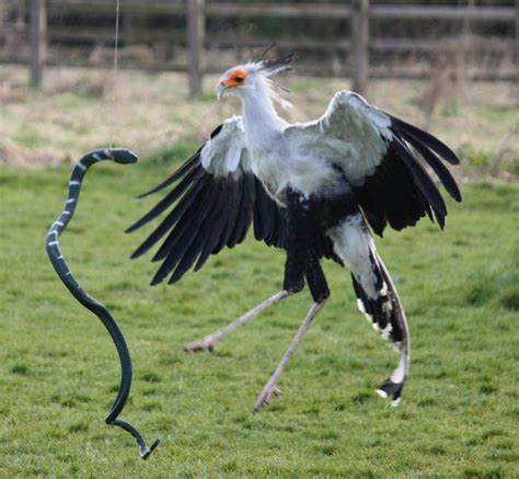 Secretarybird – Snake Hunter | DinoAnimals.com