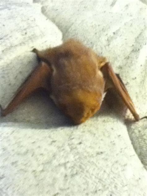 Baby bat - bats! Photo (26268900) - Fanpop