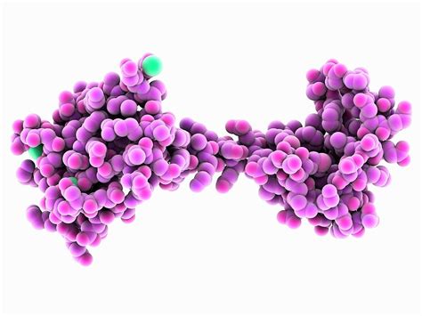 Troponin C Molecule Photograph by Laguna Design/science Photo Library ...