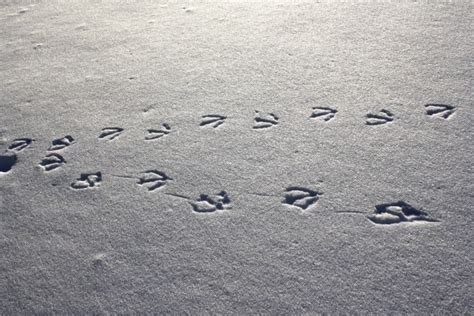 Goose Tracks in Snow – Photos Public Domain