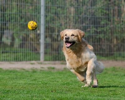 Why Do Dogs Like Playing Fetch