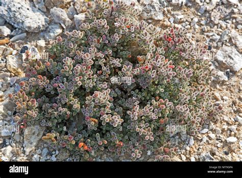 Namibia national flower hi-res stock photography and images - Alamy