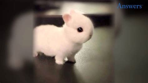 Pictures Of Cute Baby Bunnies