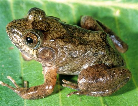 Twenty New Species of Frogs Discovered in Madagascar | Sci.News