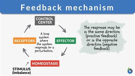 Feedback Loop Examples