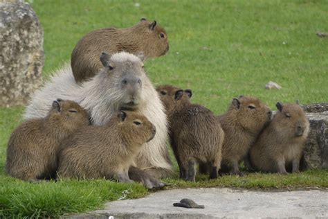 All Cute. All the Time. | Capybara, Baby capybara, Funny animals