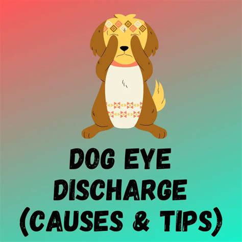 Dog Eye Discharge: (Causes,Treatments And Home Remedies)