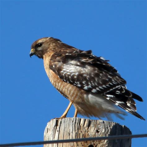 Red-shouldered Hawk – Oklahoma City Audubon Society