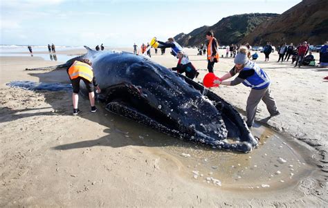 Ripiro Beach Whale Rescue Effort Yields Heartbreaking Results (Video)