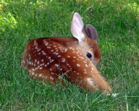 baby deer lying in the grass 7465417 Stock Photo at Vecteezy