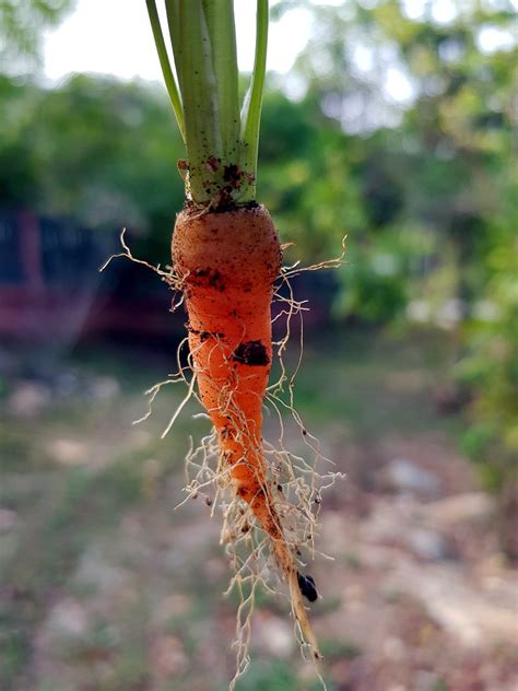 Baby Carota Sano Verdura - Foto gratis su Pixabay - Pixabay