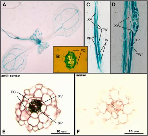 NRT1.8 Is Expressed in Xylem Parenchyma Cells. (A) to (D) Histochemical ...