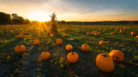 Top Pumpkin Patches in The Midwest