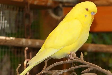 Lutino Budgie: Everything You Need to Know About it