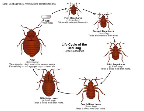 Cockroach: A Life Cycle Of A Cockroach